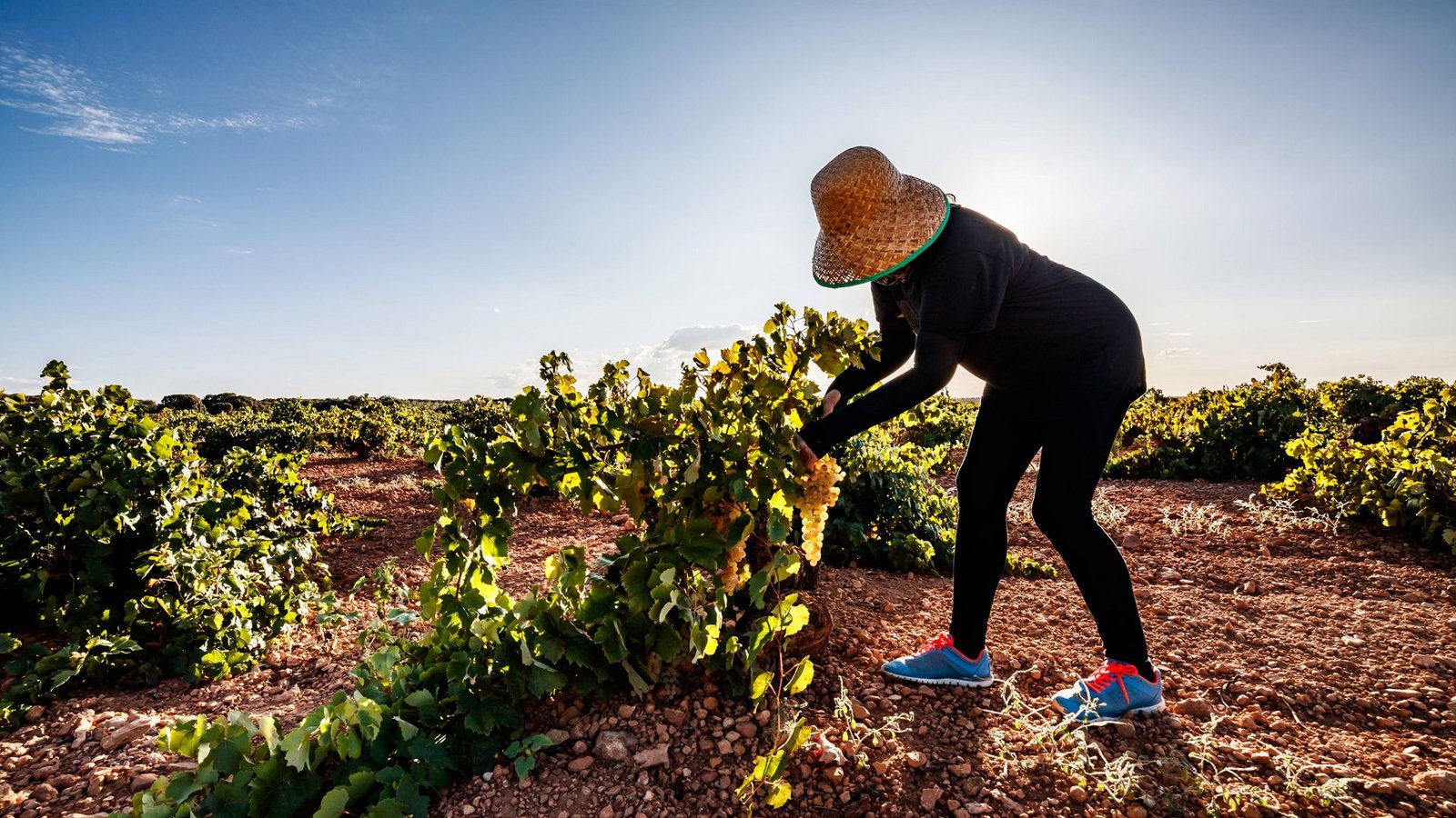An der künstlichen Bewässerung kommen die Weinbauern in Katalonien derzeit nicht vorbei.Foto: imago//Felipe Tomás Jiménez Ordóñez