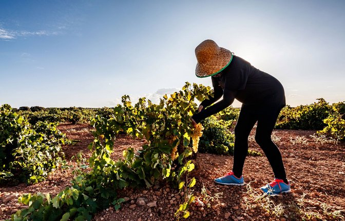 An der künstlichen Bewässerung kommen die Weinbauern in Katalonien derzeit nicht vorbei.<span class='image-autor'>Foto: imago//Felipe Tomás Jiménez Ordóñez</span>