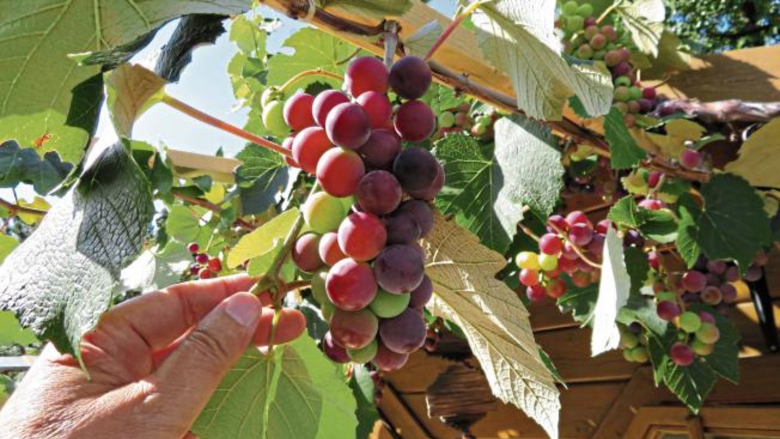 Traubenpracht am Gartenhäusle in Enzweihingen. Die Beeren sind riesig.  Foto: Arning