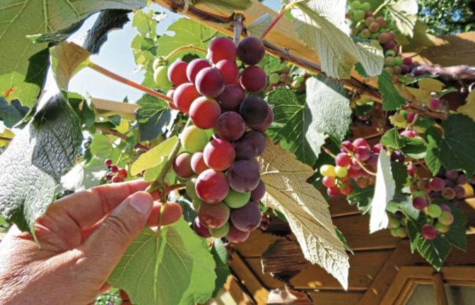 Traubenpracht am Gartenhäusle in Enzweihingen. Die Beeren sind riesig.  Foto: Arning