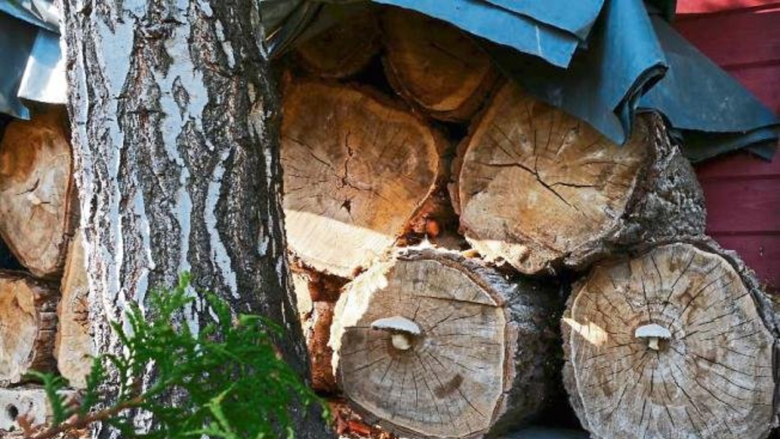 „Noch bevor man es schafft, das Holz zu verfeuern, schaffen es die Pilze durchs Holz“, meint Günter Kühnemann zu diesem Schnappschuss vom Vaihinger Wolfsberg. „Noch bevor man es schafft, das Holz zu verfeuern, schaffen es die Pilze durchs Holz“, meint Günter Kühnemann zu diesem Schnappschuss vom Vaihinger Wolfsberg.