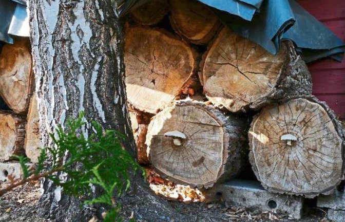 „Noch bevor man es schafft, das Holz zu verfeuern, schaffen es die Pilze durchs Holz“, meint Günter Kühnemann zu diesem Schnappschuss vom Vaihinger Wolfsberg.
