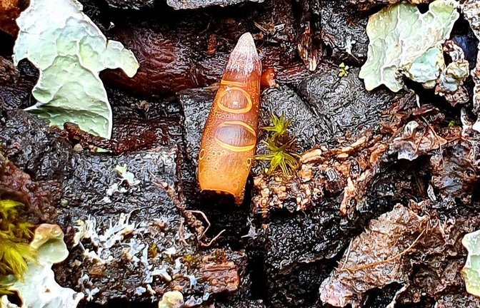 Mit diesem Foto, das auf einem Illinger Wanderweg entstand, stellt Peter Bornmann den VKZ-Lesern ein Rätsel: Was leuchtet hier so schön in der Sonne? Viel Spaß beim Knobeln – die Auflösung gibt’s im nächsten Bild im Kasten.