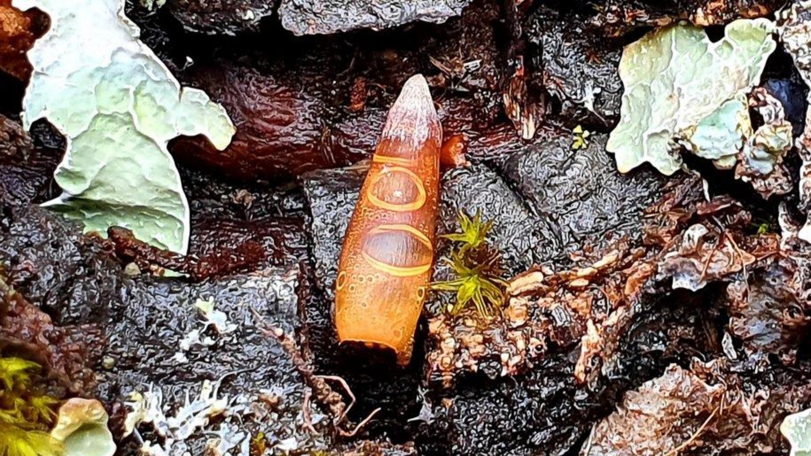 Mit diesem Foto, das auf einem Illinger Wanderweg entstand, stellt Peter Bornmann den VKZ-Lesern ein Rätsel: Was leuchtet hier so schön in der Sonne? Viel Spaß beim Knobeln – die Auflösung gibt’s im nächsten Bild im Kasten.