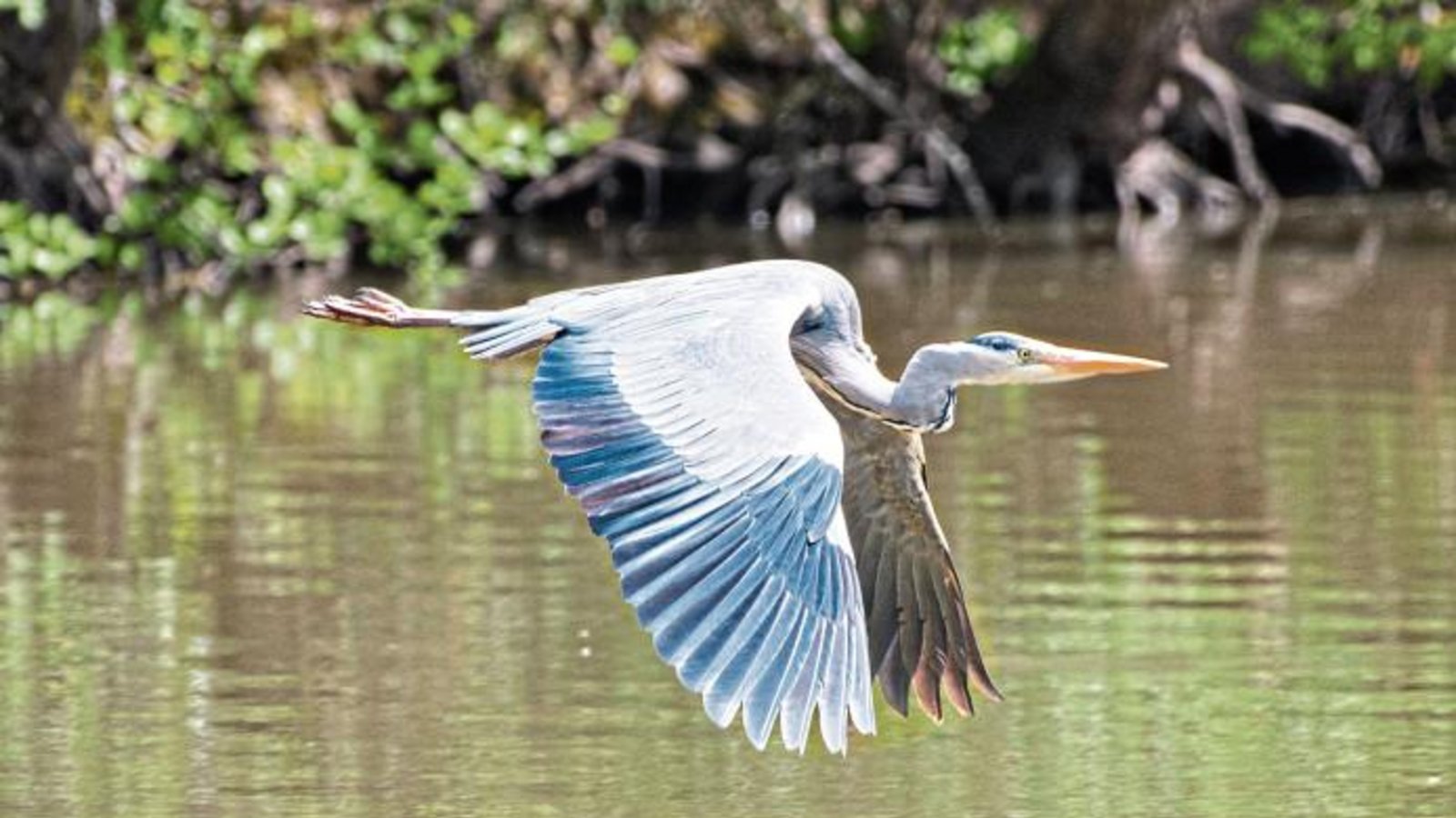 Die Illinger Seen sind immer einen Besuch mit dem Teleobjektiv wert. Foto: Frey