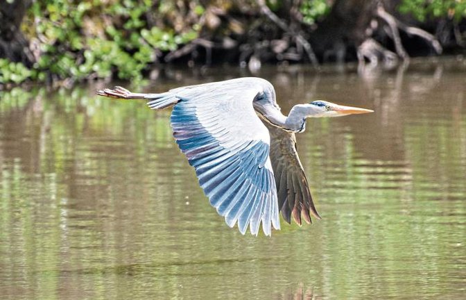Die Illinger Seen sind immer einen Besuch mit dem Teleobjektiv wert. Foto: Frey