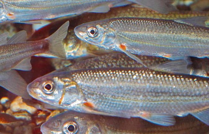Das Vorkommen des Strömers zeigt eine gute Wasserqualität und Gewässerstruktur an.  Foto: Frank Hecker /Verband für Fischerei und Gewässerschutz in Baden-Württemberg