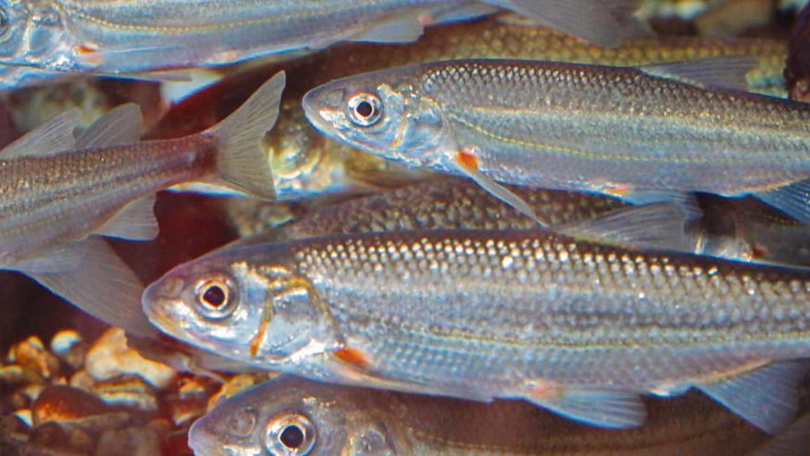 Das Vorkommen des Strömers zeigt eine gute Wasserqualität und Gewässerstruktur an.  Foto: Frank Hecker /Verband für Fischerei und Gewässerschutz in Baden-Württemberg