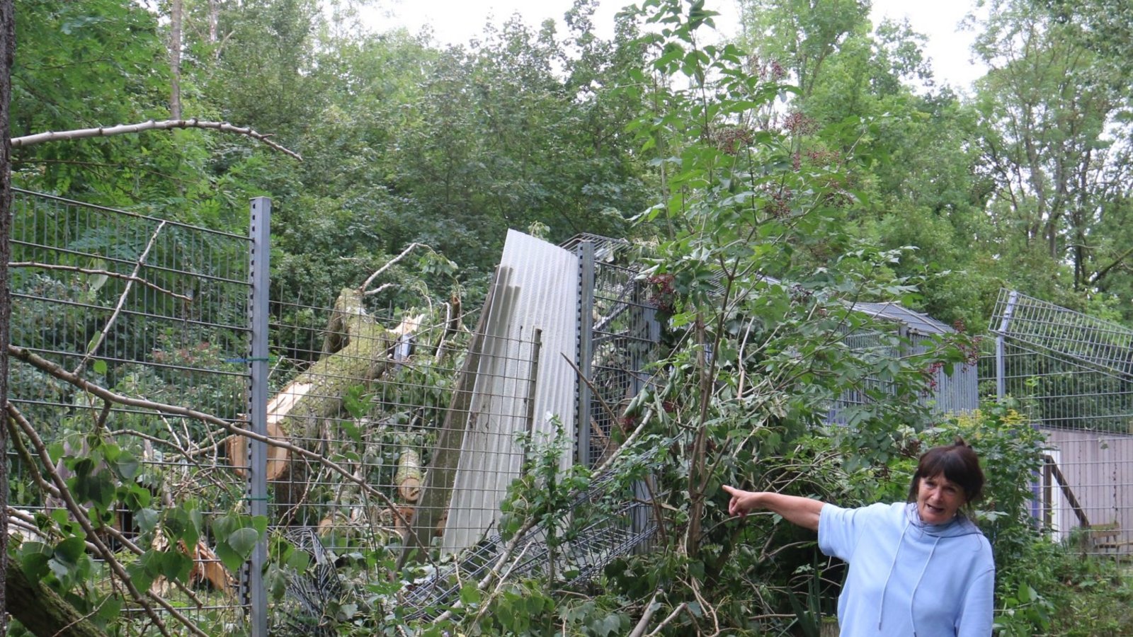 Die Tierheimleiterin Anneliese Petzold zeigt nach dem Unwetter am 24. August 2023 die Zerstörungen, die der umstürzende Baum angerichtet hat.  Archivfoto: Rücker