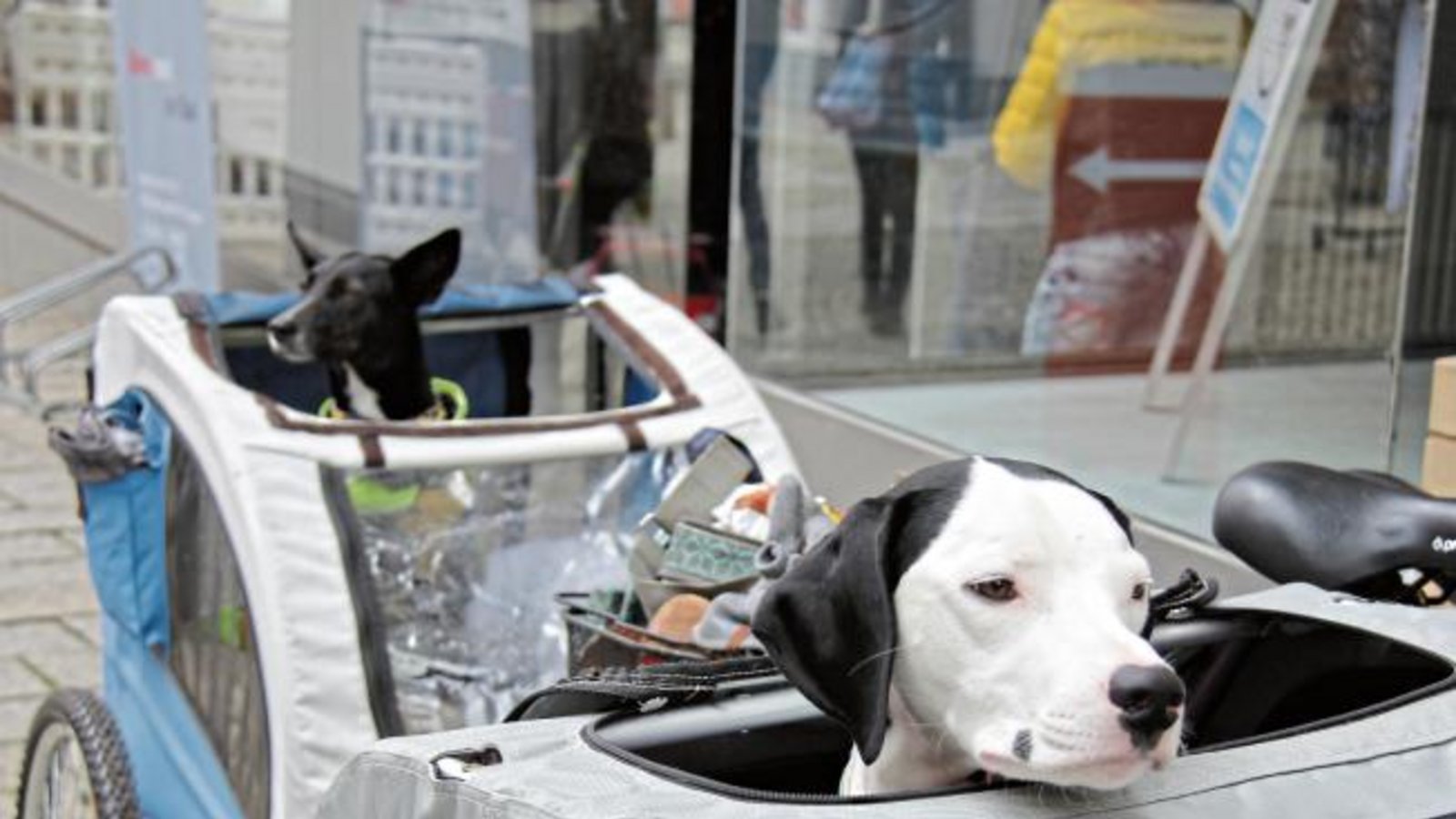 Trixie (vorne) und Pipistrella erwarten bei der VAItech am Sonntag sehnsüchtig die Rückkehr von Frauchen und Herrchen. Aus den Fahrradanhängern heraus haben die beiden Hunde immerhin einen ausgezeichneten Ausblick auf das Geschehen in der Vaihinger Fußgängerzone. Foto: Banholzer Trixie (vorne) und Pipistrella erwarten bei der VAItech am Sonntag sehnsüchtig die Rückkehr von Frauchen und Herrchen. Aus den Fahrradanhängern heraus haben die beiden Hunde immerhin einen ausgezeichneten Ausblick auf das Geschehen in der Vaihinger Fußgängerzone. Foto: Banholzer