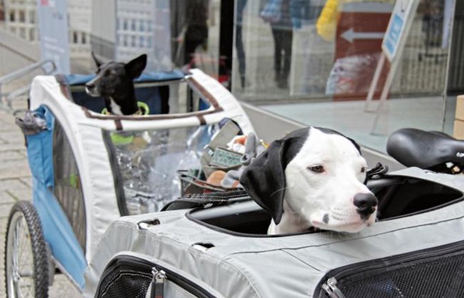 Trixie (vorne) und Pipistrella erwarten bei der VAItech am Sonntag sehnsüchtig die Rückkehr von Frauchen und Herrchen. Aus den Fahrradanhängern heraus haben die beiden Hunde immerhin einen ausgezeichneten Ausblick auf das Geschehen in der Vaihinger Fußgängerzone.  Foto: Banholzer