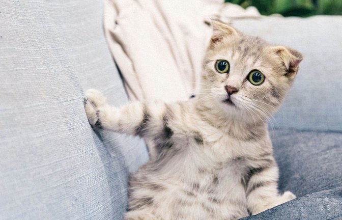 Keine Fans vom lauten Jahreswechsel: Tiere<span class='image-autor'>Foto: Unsplash/Tran Mau Tri Tam</span>