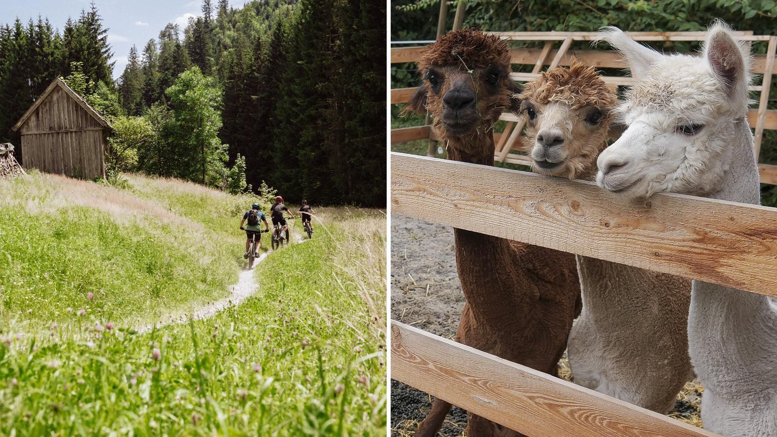 Eine der anstehenden Veranstaltungen: Auf dem Mountain-Bike rund um Baiersbronn.Foto: Baiersbronn Touristik/Max Günter (li.); Simon Granville (re.) Eine der anstehenden Veranstaltungen: Auf dem Mountain-Bike rund um Baiersbronn.Foto: Baiersbronn Touristik/Max Günter (li.); Simon Granville (re.)