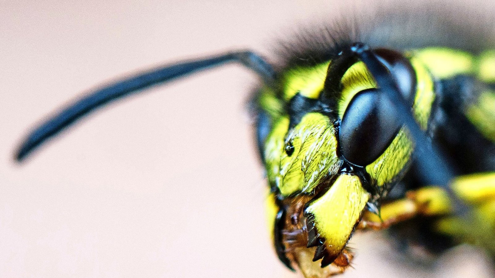 Lästig, dennoch meist harmlos: Wespen.Foto: dpa/Julian Stratenschulte Lästig, dennoch meist harmlos: Wespen.Foto: dpa/Julian Stratenschulte
