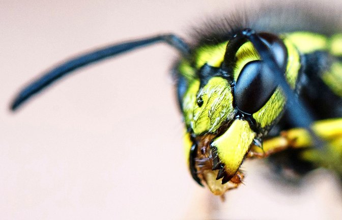 Lästig, dennoch meist harmlos:  Wespen.<span class='image-autor'>Foto: dpa/Julian Stratenschulte</span>