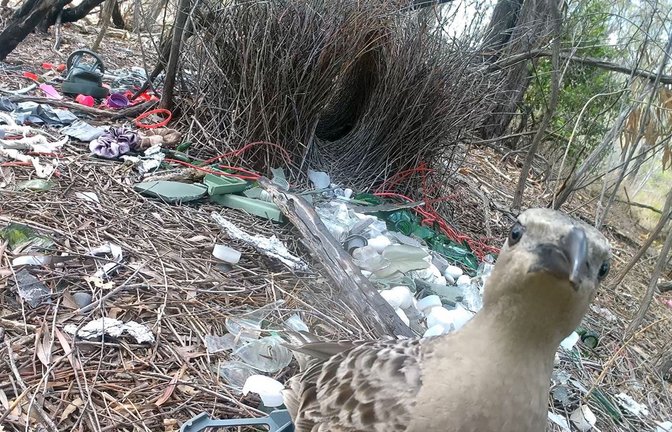 Stadtvögel gehen in Australien jetzt mit menschlichen Abfällen auf Brautschau.<span class='image-autor'>Foto: Caitlin Evans/University of Exeter/dpa</span>