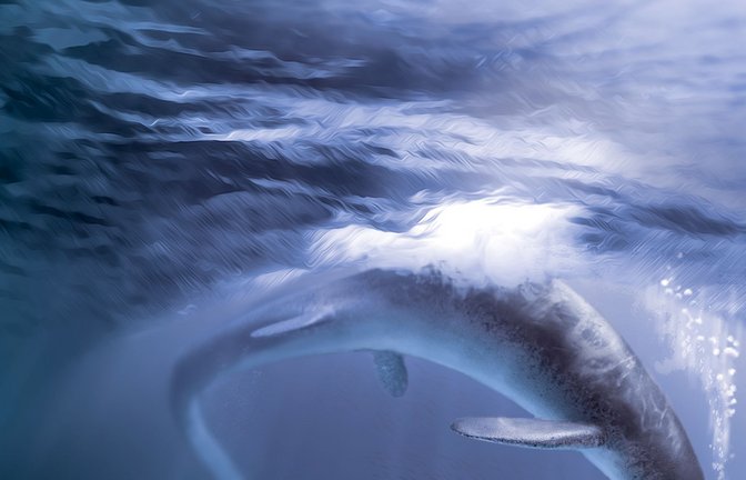 Foto: Stephanie Abramowicz/ Natural History Museum of Los Angeles County