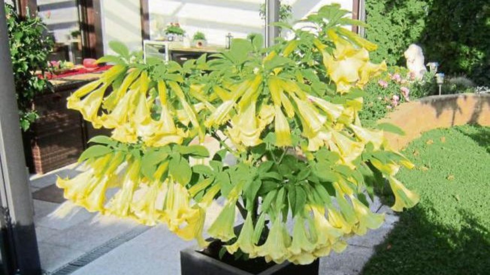 Sage und schreibe 161 Blüten hat die Engelstrompete aus Irene Kirschs Garten in Aurich.