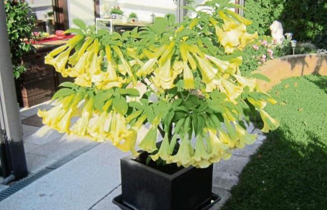 Sage und schreibe 161 Blüten hat die Engelstrompete aus Irene Kirschs Garten in Aurich.