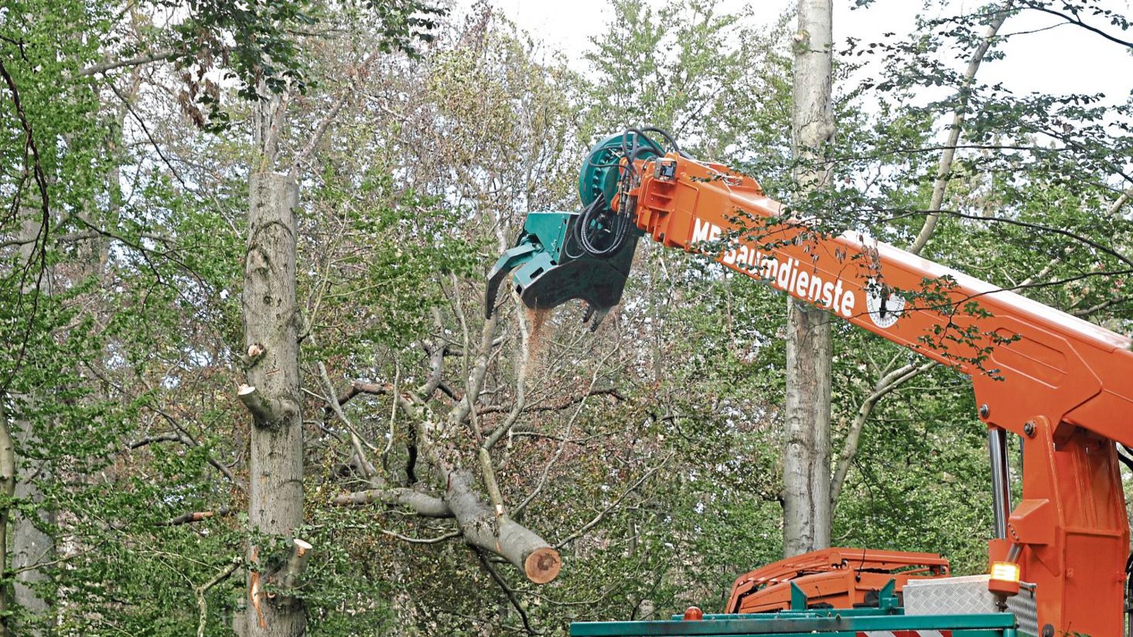 Ein „Knack“ der Greifzange und ein „Kreisch“ des Sägenblatts und die einst stattliche Buche war um ein paar Meter kürzer, das Geäst oder der Stamm fielen krachend in die Tiefe. Foto: Kollros Ein „Knack“ der Greifzange und ein „Kreisch“ des Sägenblatts und die einst stattliche Buche war um ein paar Meter kürzer, das Geäst oder der Stamm fielen krachend in die Tiefe. Foto: Kollros