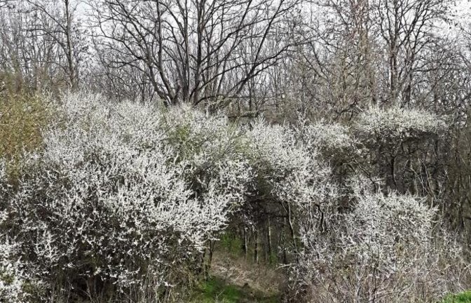 Durch ein Tor aus Schlehenblüten geht es von Aurich zum Steig in Richtung Vaihingen. sr