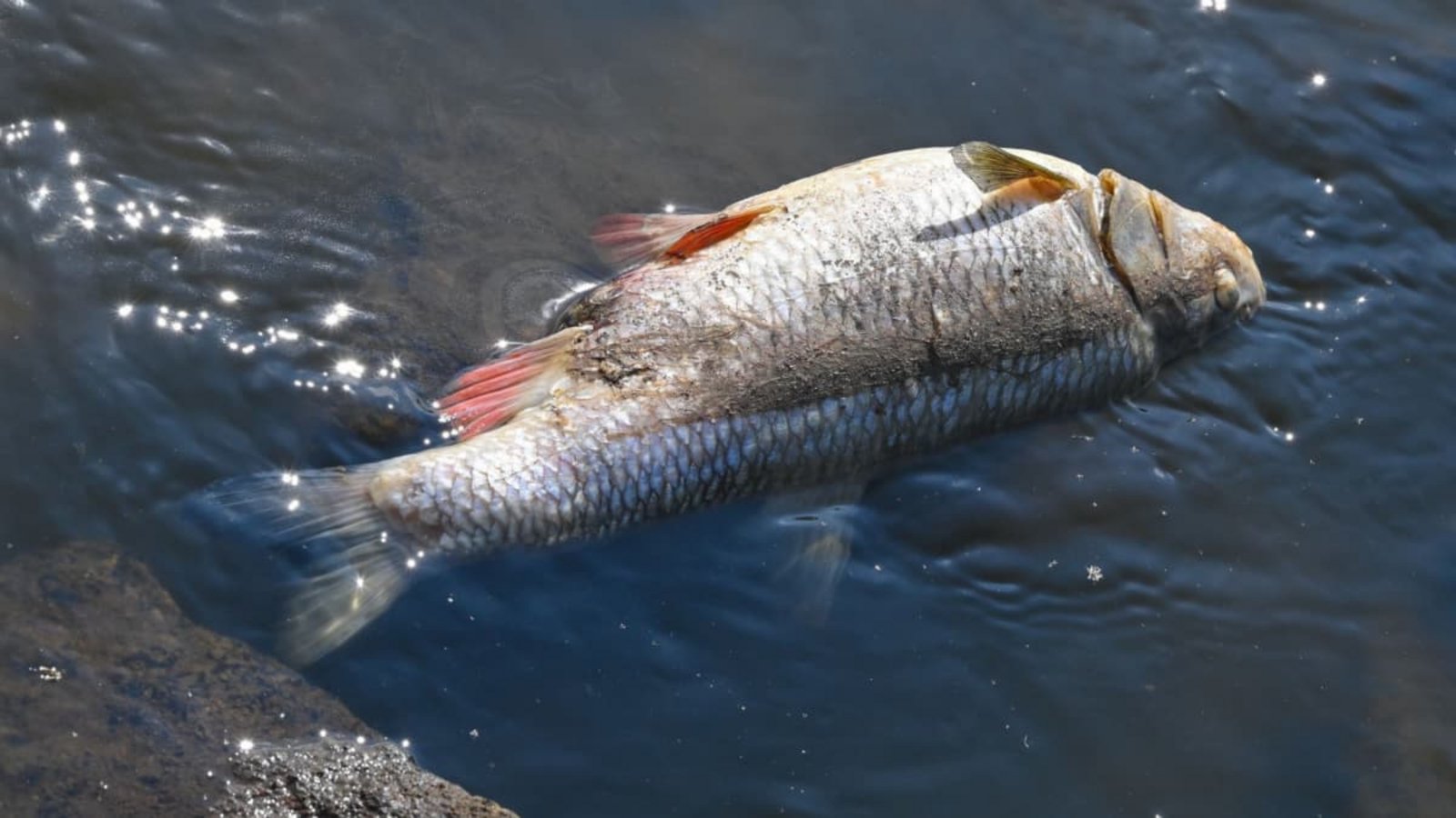 Tiere leiden ebenfalls unter der Hitze: Durch Niedrigwasser und einen geringen Sauerstoffgehalt besteht die Gefahr eines Fischsterbens.Patrick Pleul/dpa Tiere leiden ebenfalls unter der Hitze: Durch Niedrigwasser und einen geringen Sauerstoffgehalt besteht die Gefahr eines Fischsterbens.Patrick Pleul/dpa