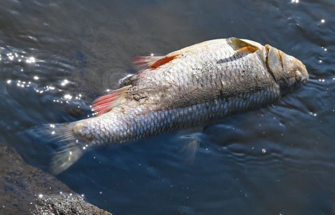 Tiere leiden ebenfalls unter der Hitze: Durch Niedrigwasser und einen geringen Sauerstoffgehalt besteht die Gefahr eines Fischsterbens.<span class='image-autor'>Patrick Pleul/dpa</span>