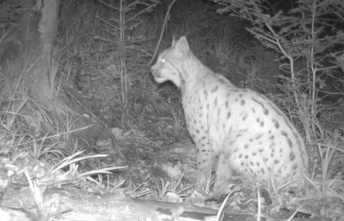 Die Wissenschaftler haben den Luchs „Portus“ getauft.  <span class='image-autor'>Foto: FVA BW/Wildtiermonitoring</span>