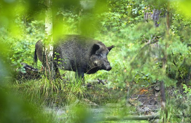 Der Wildschwein-Bestand  nimmt etwa in Baden-Württemberg immer mehr zu (Symbolbild).<span class='image-autor'>Foto: IMAGO/Panthermedia/imagepower via imago-images.de</span>