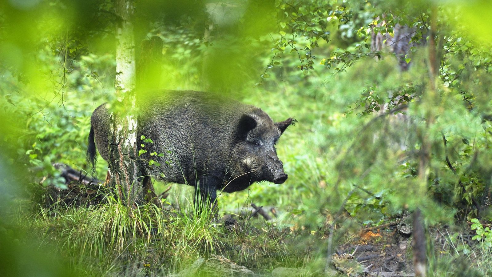 Der Wildschwein-Bestand nimmt etwa in Baden-Württemberg immer mehr zu (Symbolbild).Foto: IMAGO/Panthermedia/imagepower via imago-images.de Der Wildschwein-Bestand nimmt etwa in Baden-Württemberg immer mehr zu (Symbolbild).Foto: IMAGO/Panthermedia/imagepower via imago-images.de