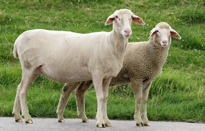 Schafe können Q-Fieber übertragen.<span class='image-autor'>Foto: imago/Chromorange/ch</span>