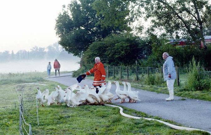 Hausgänse werden vor einem Feuer gerettet. Foto: Küppers