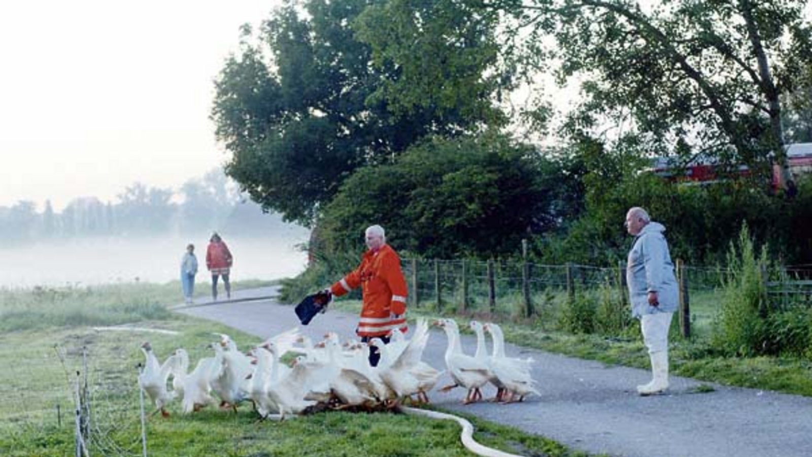 Hausgänse werden vor einem Feuer gerettet. Foto: Küppers Hausgänse werden vor einem Feuer gerettet. Foto: Küppers