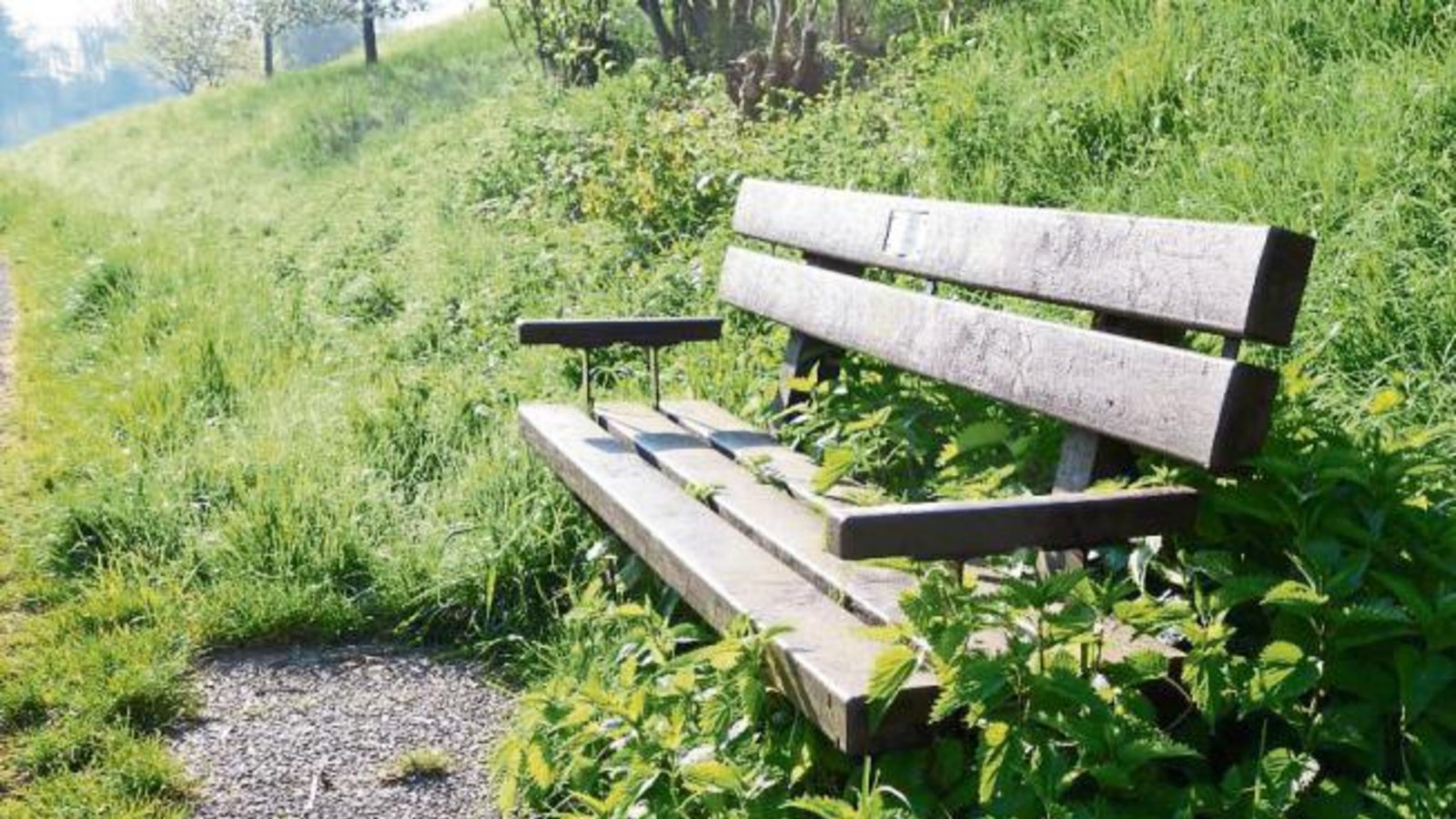In Aurich gibt’s die handfeste Bedeutung von „in die Nesseln setzen“.  Foto: Rücker