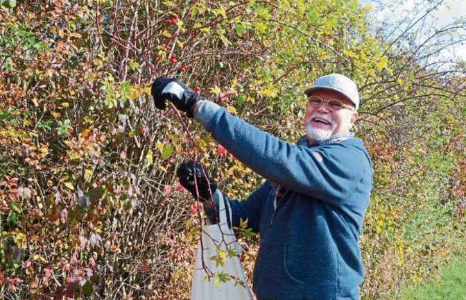 „Hagebutten für die gesunde Ernährung“ sammelt Gerhard Bindewald aus Aurich. Foto: sr