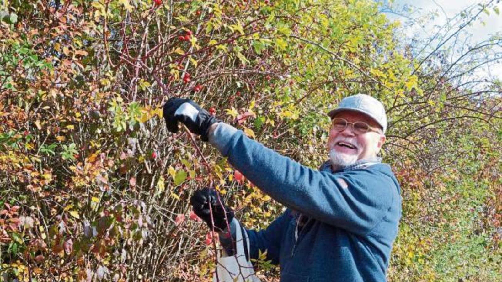 „Hagebutten für die gesunde Ernährung“ sammelt Gerhard Bindewald aus Aurich. Foto: sr