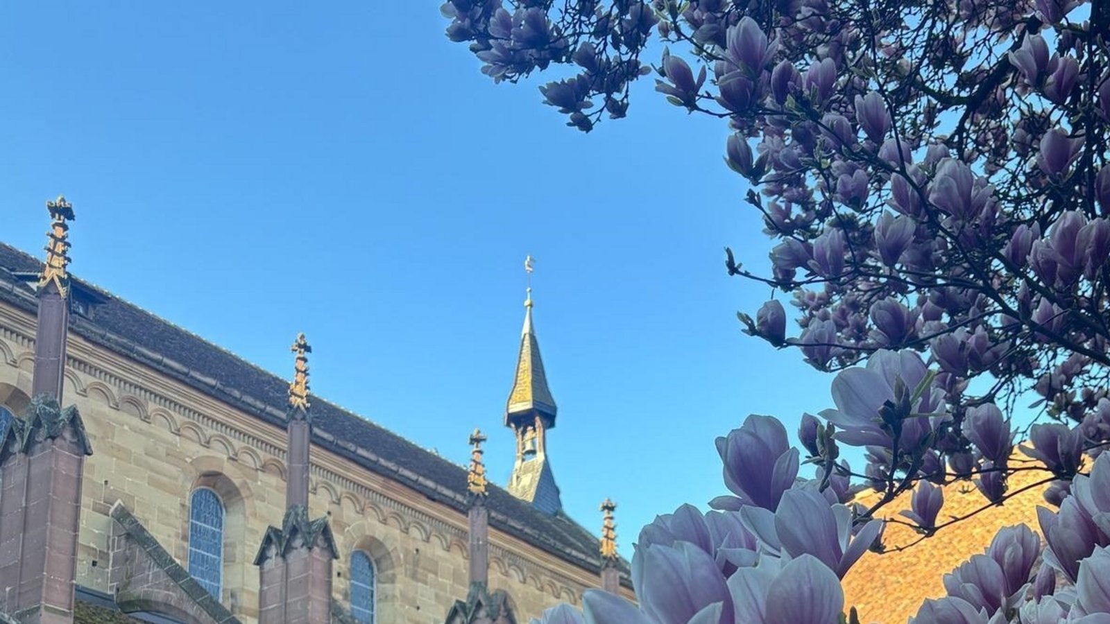 Jedes Jahr eine blühende Pracht: die Magnolienblüte im Kloster Maulbronn. Foto: SSG/Vera Sorce Jedes Jahr eine blühende Pracht: die Magnolienblüte im Kloster Maulbronn. Foto: SSG/Vera Sorce
