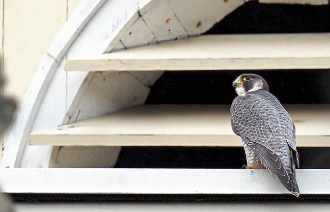 Im vergangenen Jahr war ein erwachsener, unberingter Wanderfalke auf dem Schlossdach zu beobachten. Foto: Rühl