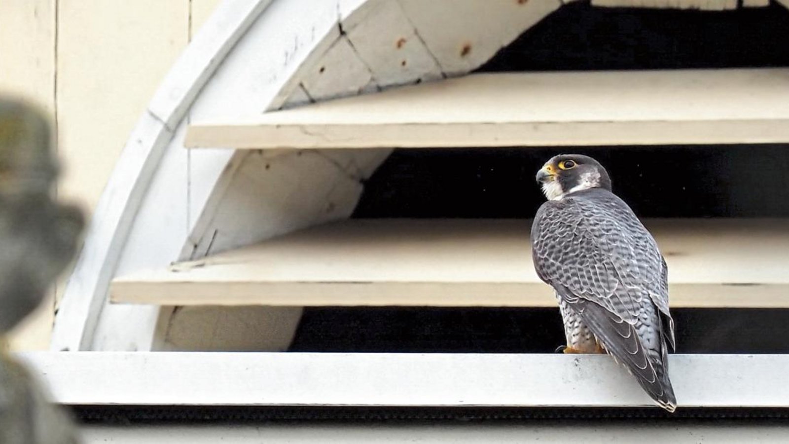 Im vergangenen Jahr war ein erwachsener, unberingter Wanderfalke auf dem Schlossdach zu beobachten. Foto: Rühl Im vergangenen Jahr war ein erwachsener, unberingter Wanderfalke auf dem Schlossdach zu beobachten. Foto: Rühl