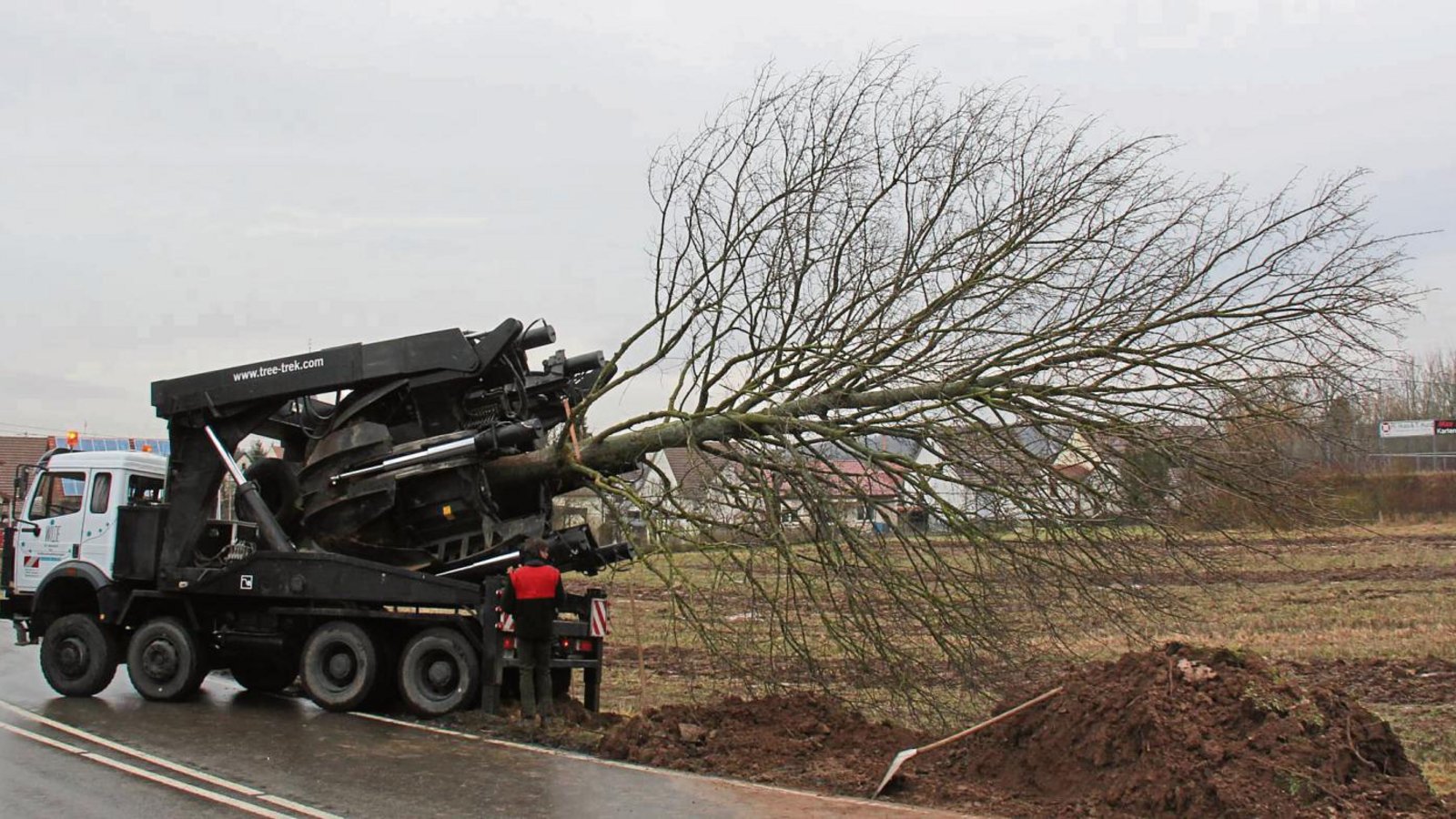 Der Bergahorn liegt transportfertig auf dem Laster und geht gleich auf die Reise von der Pforzheimer Straße in Horrheim zur Mettertalhalle. Fotos: Elsässer Der Bergahorn liegt transportfertig auf dem Laster und geht gleich auf die Reise von der Pforzheimer Straße in Horrheim zur Mettertalhalle. Fotos: Elsässer