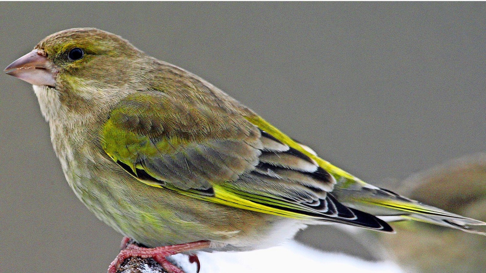 Grünfink (Chloris chloris).Foto: dpa Grünfink (Chloris chloris).Foto: dpa