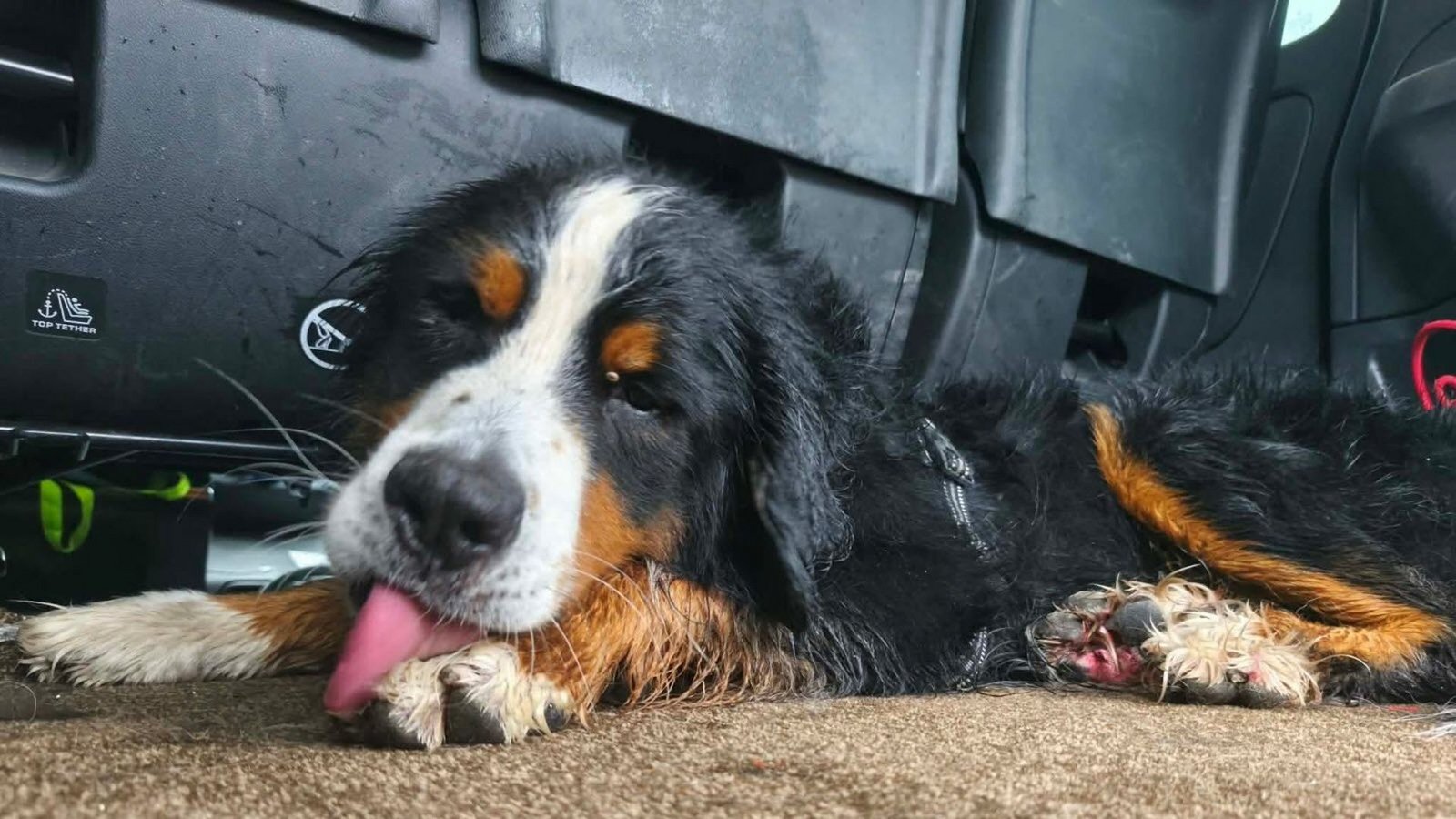 Der Berner Sennenhund Rogue.Foto: „Ramenez-moi chez moi“ Der Berner Sennenhund Rogue.Foto: „Ramenez-moi chez moi“