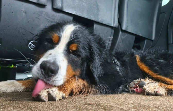 Der Berner Sennenhund Rogue.<span class='image-autor'>Foto: „Ramenez-moi chez moi“</span>
