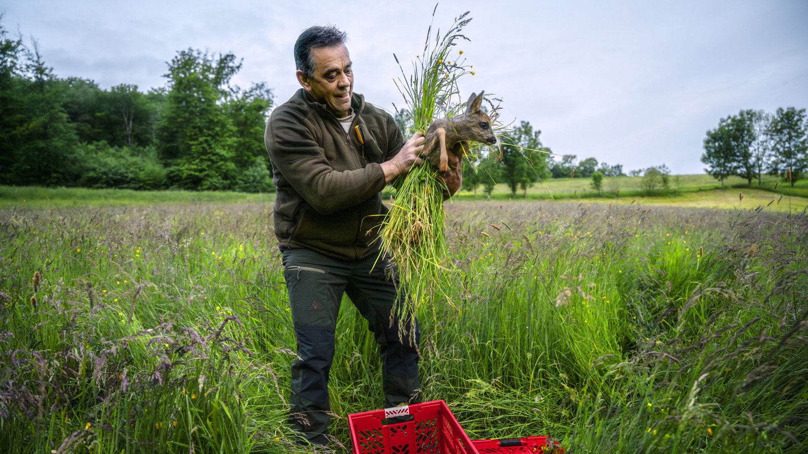 Jäger Karl-Martin Haag packt das Rehkitz mit einem Büschel Grashalme vorsichtig in eine Kiste, damit die Ricke ihren Nachwuchs wieder annimmt – sobald der Landwirt seine Wiese gemäht hat.Foto: Jäger Karl-Martin Haag packt das Rehkitz mit einem Büschel Grashalme vorsichtig in eine Kiste, damit die Ricke ihren Nachwuchs wieder annimmt – sobald der Landwirt seine Wiese gemäht hat.Foto: 