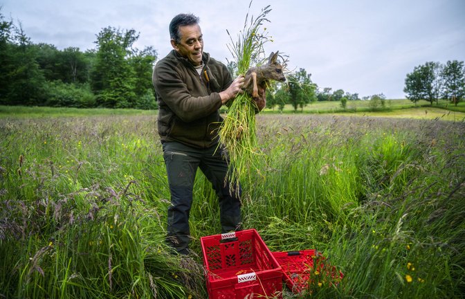 Jäger Karl-Martin Haag packt das Rehkitz  mit einem Büschel Grashalme vorsichtig in eine Kiste, damit die Ricke ihren Nachwuchs wieder annimmt – sobald der Landwirt seine Wiese gemäht hat.<span class='image-autor'>Foto: &nbsp;</span>