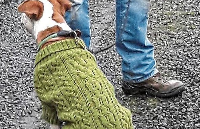 Neben gutem Impfschutz (siehe Artikel oben) ist für manche Hunde ein Kälteschutz sinnvoll, hier von der Hunde-Oma kunstvoll gestrickt. Gesehen in Aurich.  Foto: Rücker