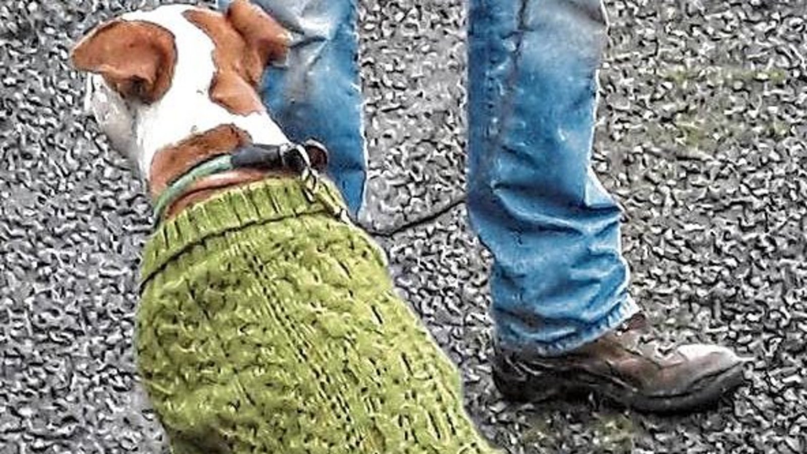 Neben gutem Impfschutz (siehe Artikel oben) ist für manche Hunde ein Kälteschutz sinnvoll, hier von der Hunde-Oma kunstvoll gestrickt. Gesehen in Aurich. Foto: Rücker Neben gutem Impfschutz (siehe Artikel oben) ist für manche Hunde ein Kälteschutz sinnvoll, hier von der Hunde-Oma kunstvoll gestrickt. Gesehen in Aurich. Foto: Rücker