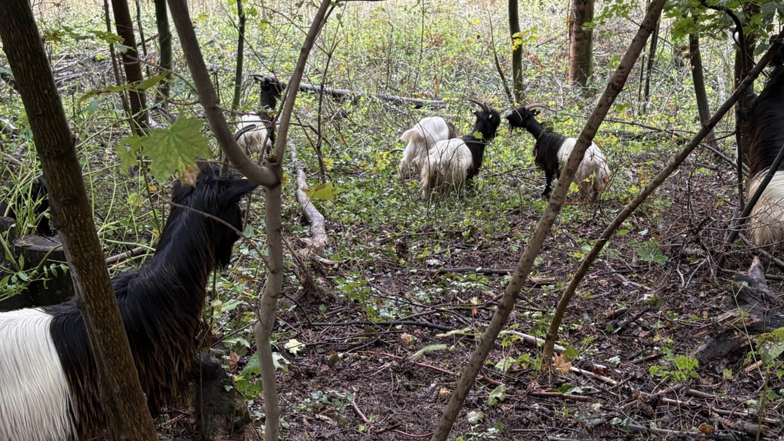 Für die Ziegen ist das schwer zugängliche Terrain kein Problem.   Foto: Stadt Maulbronn