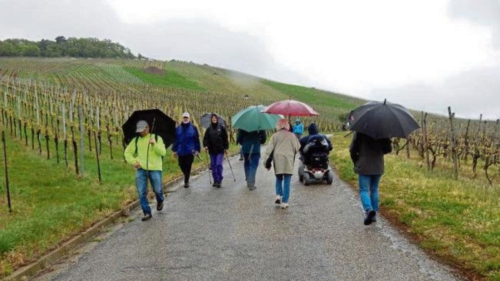 Trotz Dauerregen ließen Spaziergänger in Horrheim die Maiwanderung nicht ins Wasser fallen. Durch die Weinberge ging es zum Klosterbergfest. Foto: Bernhard Faigle Trotz Dauerregen ließen Spaziergänger in Horrheim die Maiwanderung nicht ins Wasser fallen. Durch die Weinberge ging es zum Klosterbergfest. Foto: Bernhard Faigle