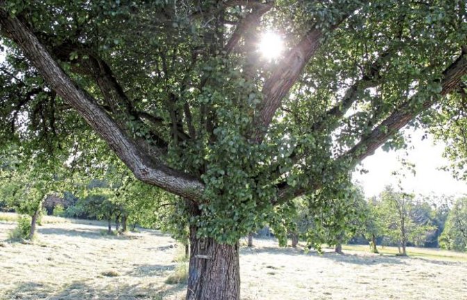 Die Sonne linst bei Hochdorf durchs Geäst.  Foto: Romanowski